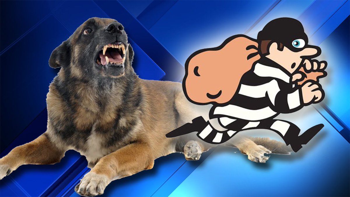 2 stray dogs chasing down & stop crook who had just stolen a woman's purse bit.ly/2kTUt04 https://t.co/WGZK2jBsXZ