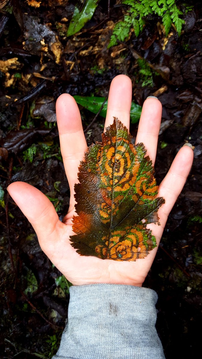 Andrea Westerband (@acwesterband) on Twitter photo Incredible patterns. Taken at Waikamoi Preserve on Maui. Incredible patterns. Taken at Waikamoi Preserve on Maui.