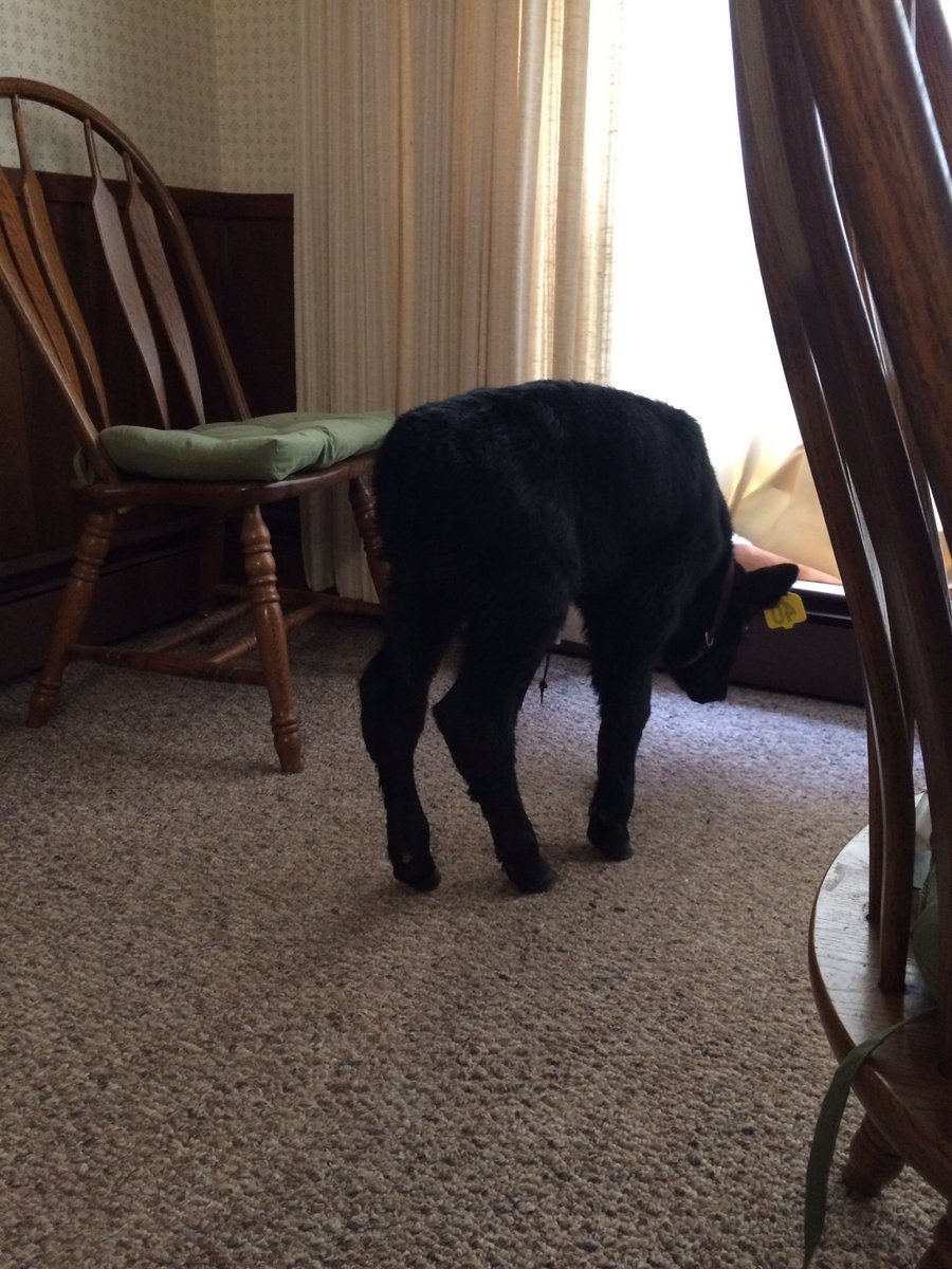 CharlieRaeScott's tweet photo. #Toven is getting curious! This is very good. He ate a pint from the bottle and was very interested in more. This is very good news! https://t.co/wiCeWwXJxH