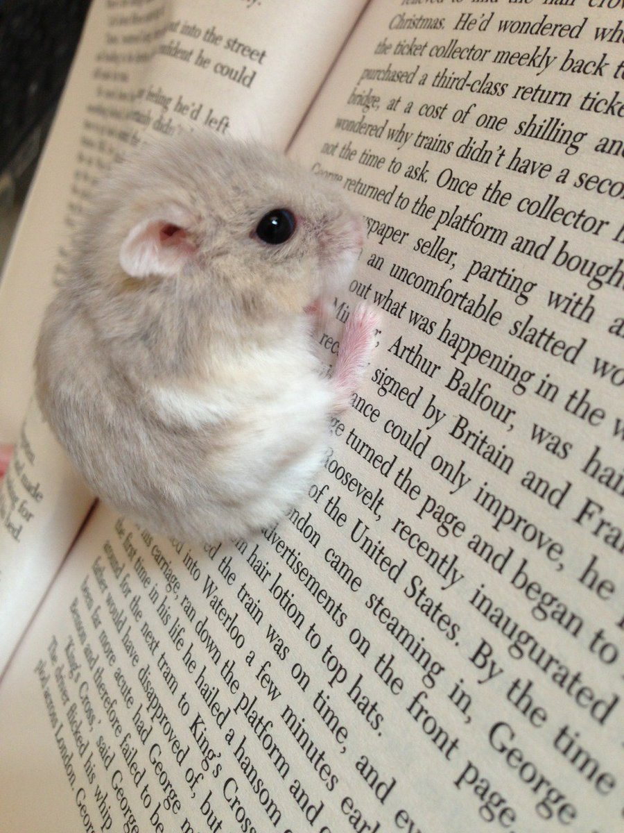 hamstersgifs tweet picture