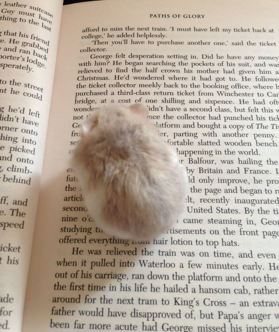 hamstersgifs tweet picture