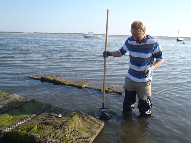SeaGrant's tweet image. Research by @WoodsHoleSeaGnt shows oysters may be promising tool for communities' water quality mgmt ow.ly/wdfF308Ozu9
