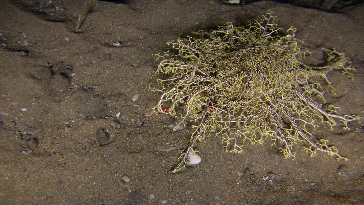 KerrySkink's tweet photo. @echinoblog Stars of the site where Capt Goosen caught East London coelacanth in 1938 #Imida #deepsecrets 75-90m https://t.co/PSctTg1asu