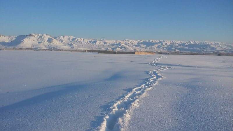 دا هم فه پکتیا کی