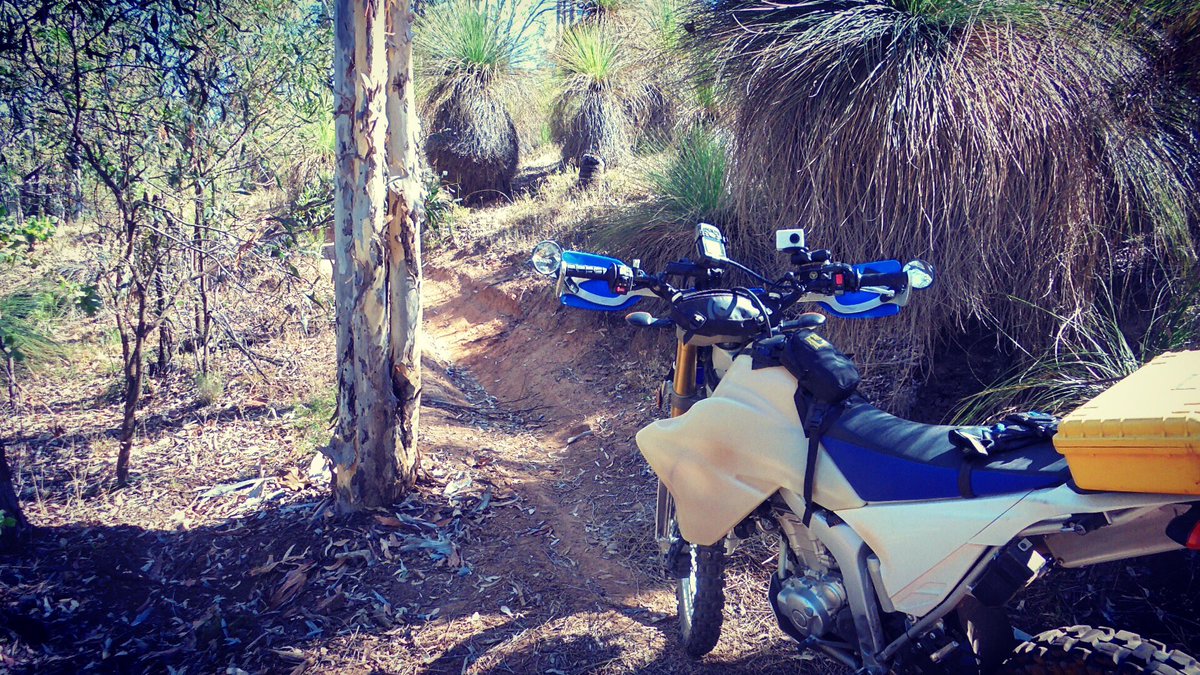 SolidChronicles's tweet photo. Some single track amongst the grass trees #chroniclesofsolid #yamaha #wr250r #adventure #offroad #dirt #dualsport #Explore #Perth https://t.co/wAL94lZ5e6