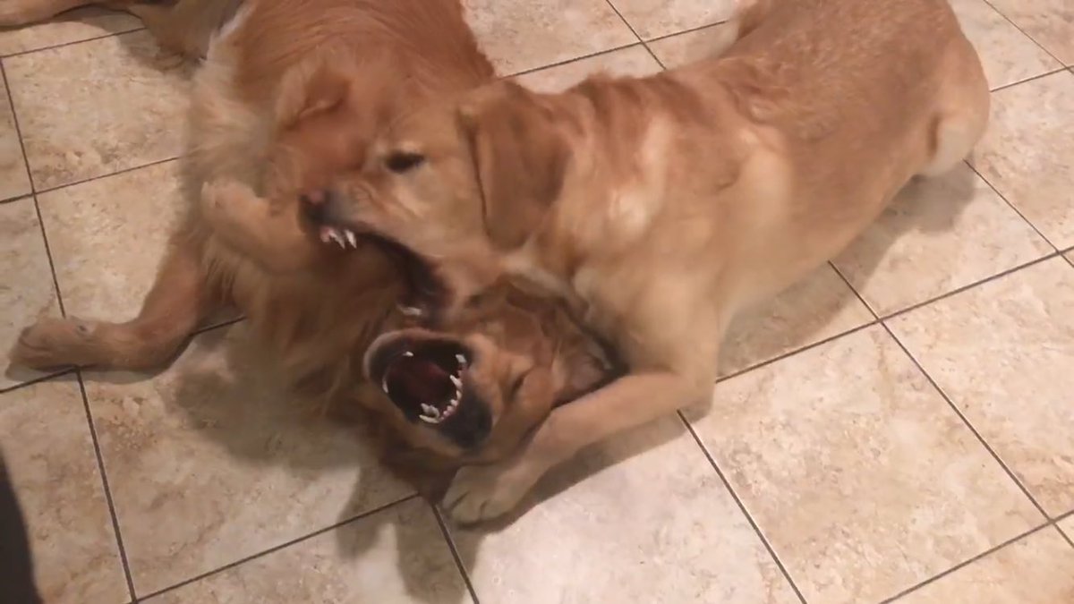 weeditCA's tweet image. What the media shows ...  @realDonaldTrump