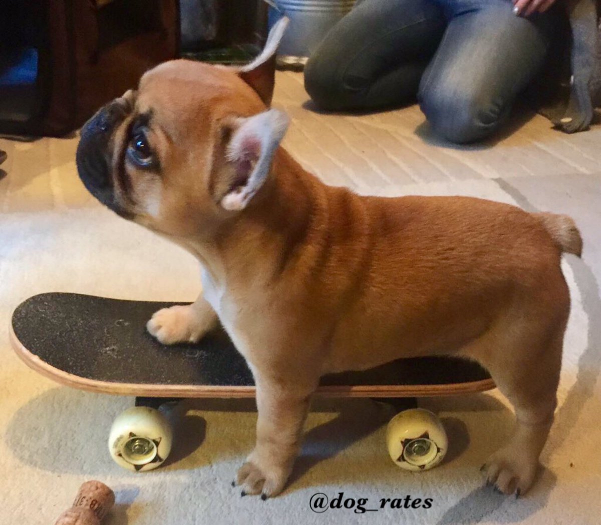 this is leo he was a skater pup she said see ya later pup he wasn