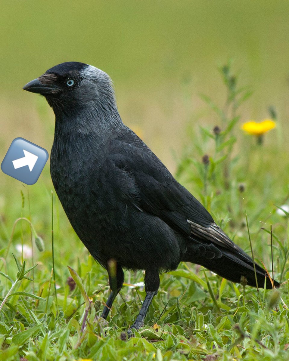 corvidresearch's tweet photo. Ready? ๐ฅThis week's bird is #NotACrow. It's a jackdaw! The key were those threads of grey feathers at the base of the neck and upper breast https://t.co/y1fENnSRs4