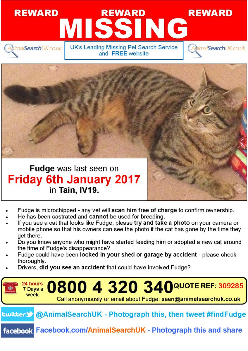 AnimalSearchUK's tweet photo. PLZ RT @HNGnews @CatsProtection #missingcat #tain #highland #IV19 #findfudge
https://t.co/glwhzEsPGD https://t.co/eh846b1jb1