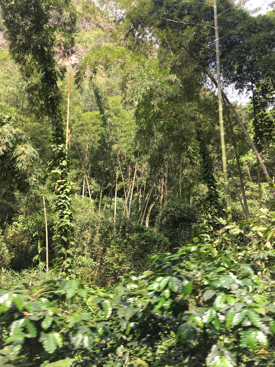 ARobertoCharron's tweet photo. Shade grown coffee plantations in #Colombia are #CanadaWarbler wintering habitat! Support #migratorybird conservation and buy #shadecoffee! https://t.co/mw9PKiGhOv