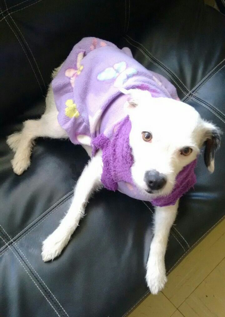 Esta linda y cariñosa señorita esterilizada busca hogar. Disponible para #Valpo o ciudades cercanas. Interesados al fono/wtsp +56973674770.