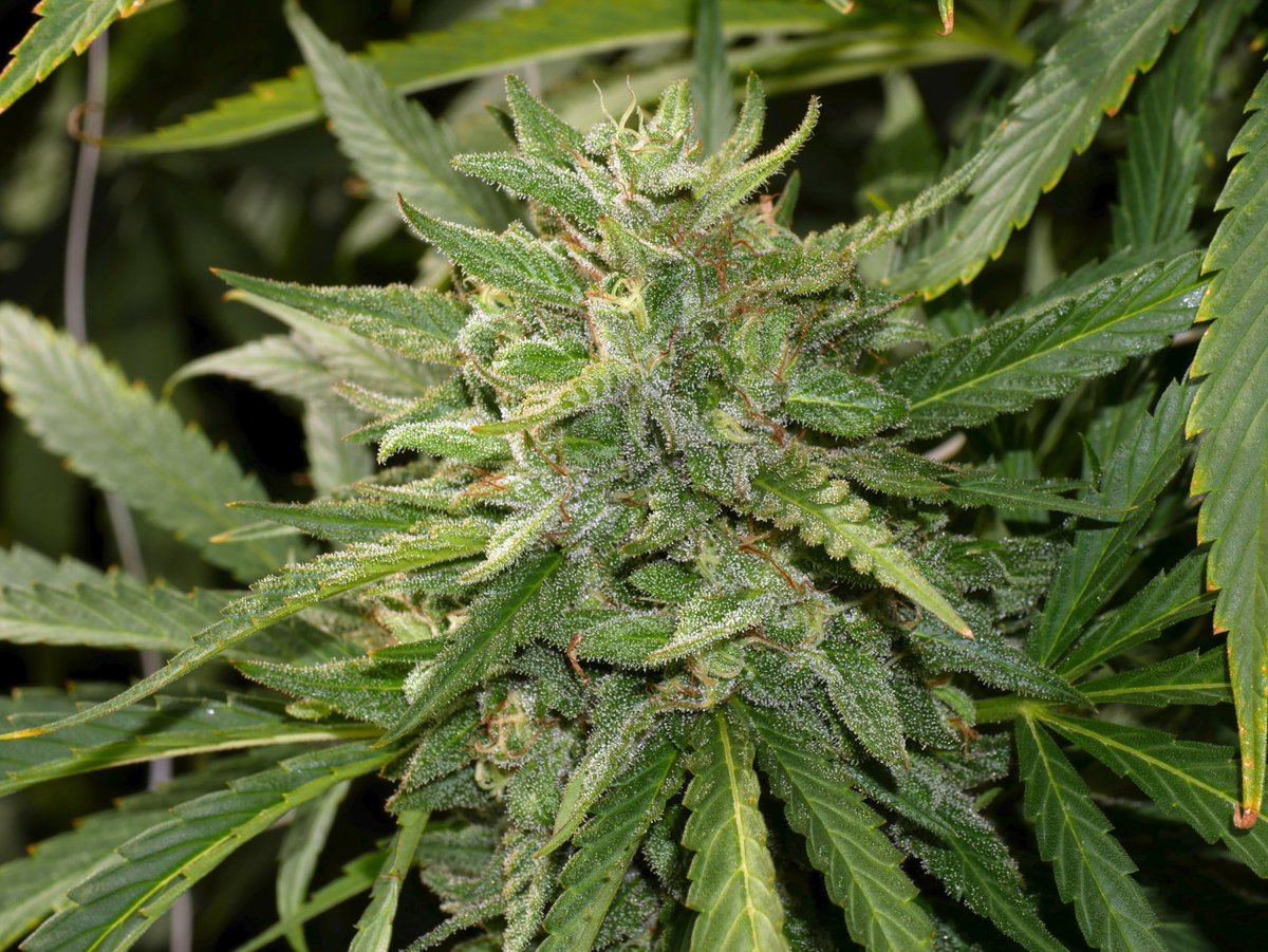 Dalai Lama: East Coast Sour Diesel x (Double OG Sour x Starfighter) x Satori F2. A heavily psychedelic and conscious-altering sativa #satori