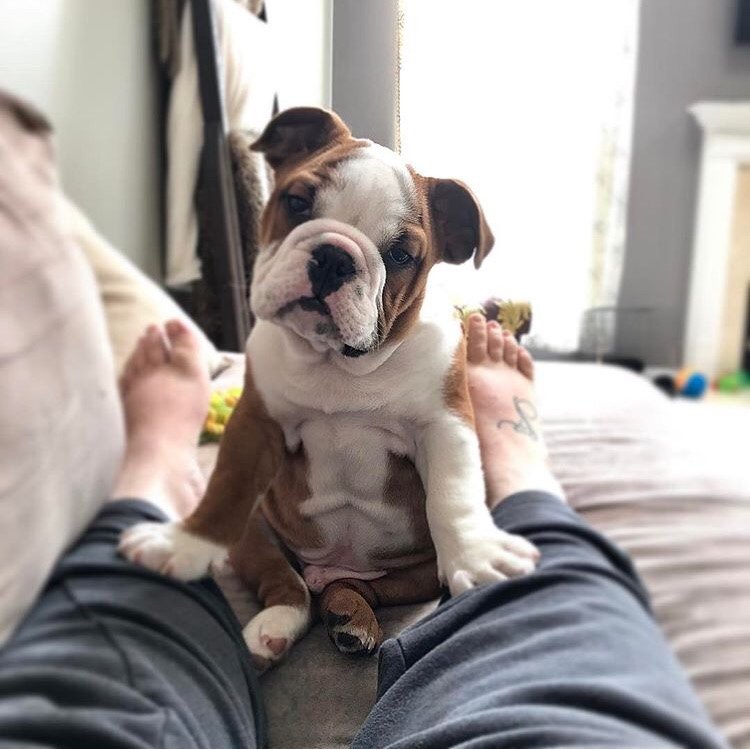 The #WinstonWednesday face is one to be adored. #MeetMeInStLouis
