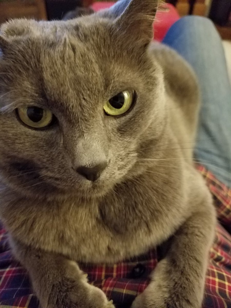 borisbluecat's tweet photo. Hello! Er, I mean, meow! #CatsOfTwitter https://t.co/fij32h38nS