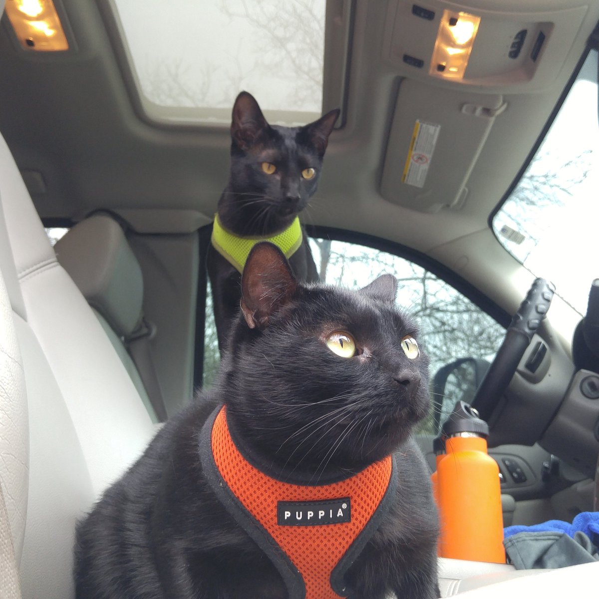 KayakCatShadow's tweet photo. Check out our weekly blog post today to see what adventure we have been up to. https://t.co/Llnmyxl4gz