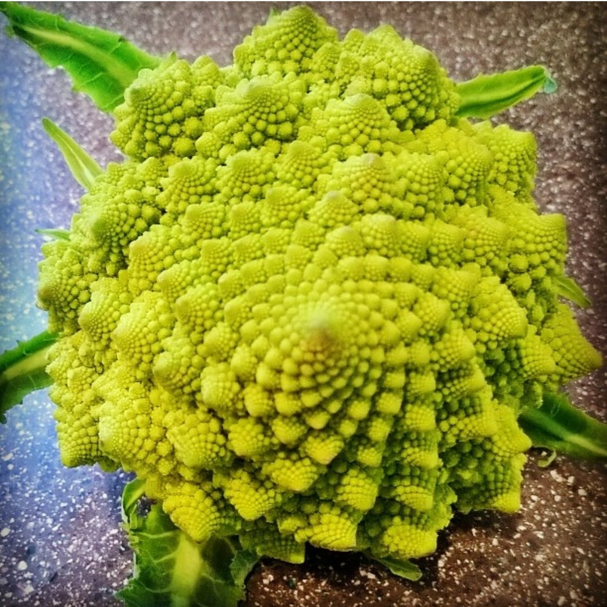 jasonsplaces's tweet photo. Along with Roma tomatoes and Romaine lettuce, this trippy little guy, the Romanesco cauliflower comes from Rome. 🇮🇹 #foodtravel https://t.co/QY7r6kZbaI