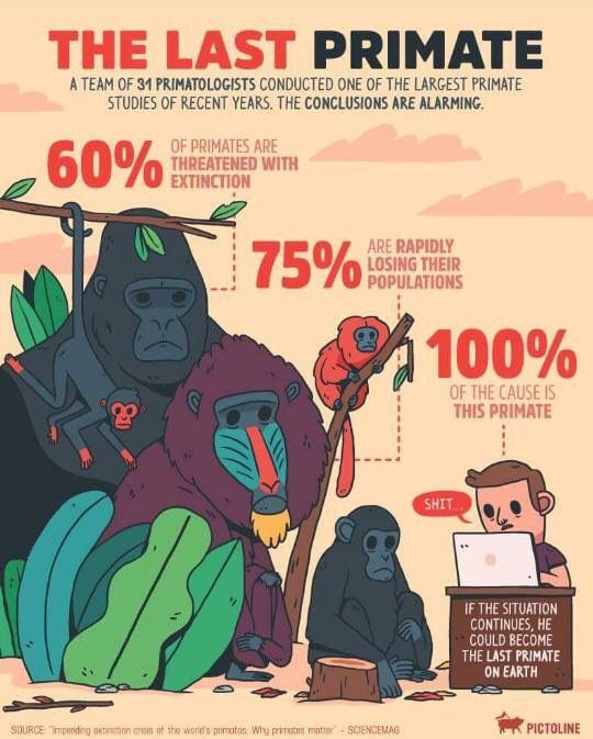 ApeActionAfrica's tweet photo. The last primate.....no prizes for guessing which species: https://t.co/jw412LeZiC