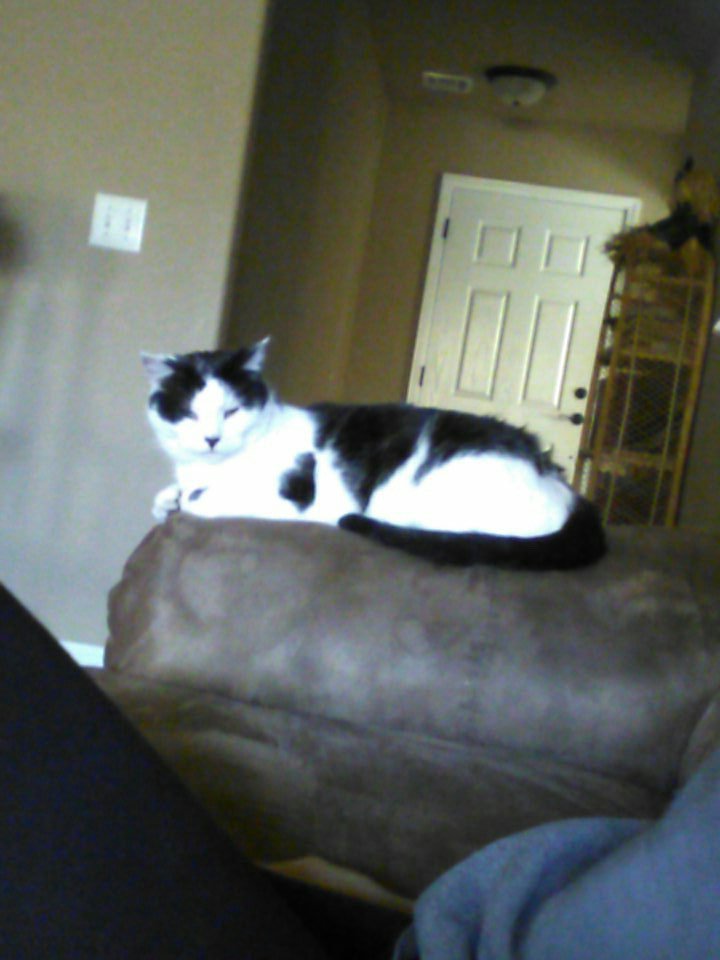 kobe_wright623's tweet photo. My cat is chillax for real.😂😅 https://t.co/25N4UOBEg1