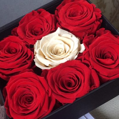 roseeverlast's tweet photo. #NewProfilePic https://t.co/LJbcwMihgD