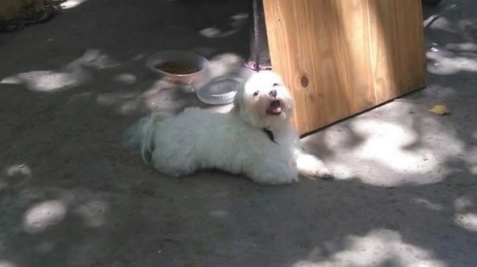minutounocom's tweet photo. #Quilmes | Le robaron el perro y descubrió que lo vendían en la estación de tren

https://t.co/jqVodUg8FI https://t.co/Xte1x7UazB