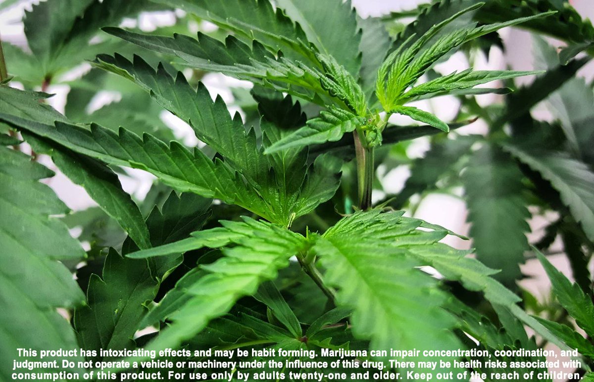 Farm check-in with Green Island Growers   👽 Try their Alien Candy (23%) A strong Hybrid with fruity citrusy flavor
#GreenIslandGrowers