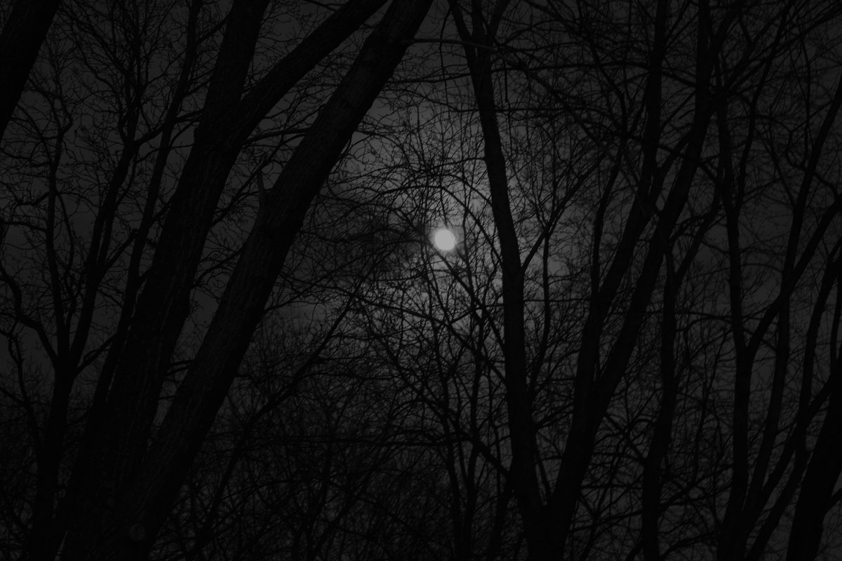 #blackandwhitephotography #moonlight #throughthetrees #lookup