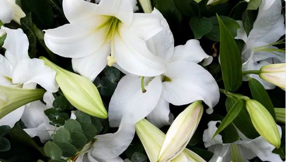 What to do when a loved one dies? We treat them like they were part of our family. #AustralianOwned #FamilyOperated goo.gl/s8QC42