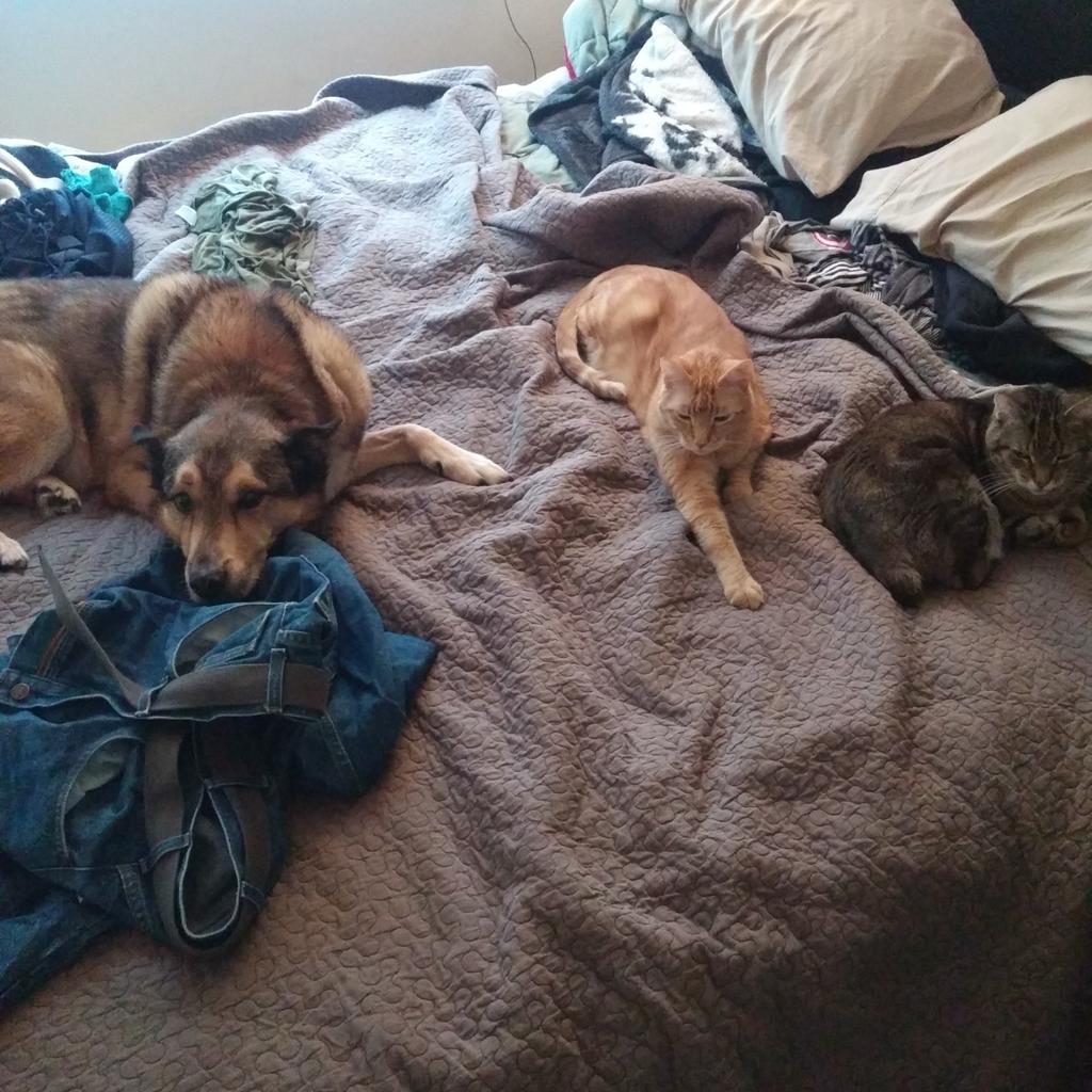 GabHari's tweet photo. Why our bed is often unmade: #dogsandcatslivingtogethermasshysteria #brotherlylove #professionalnappers https://t.co/l3R90Gqsia
