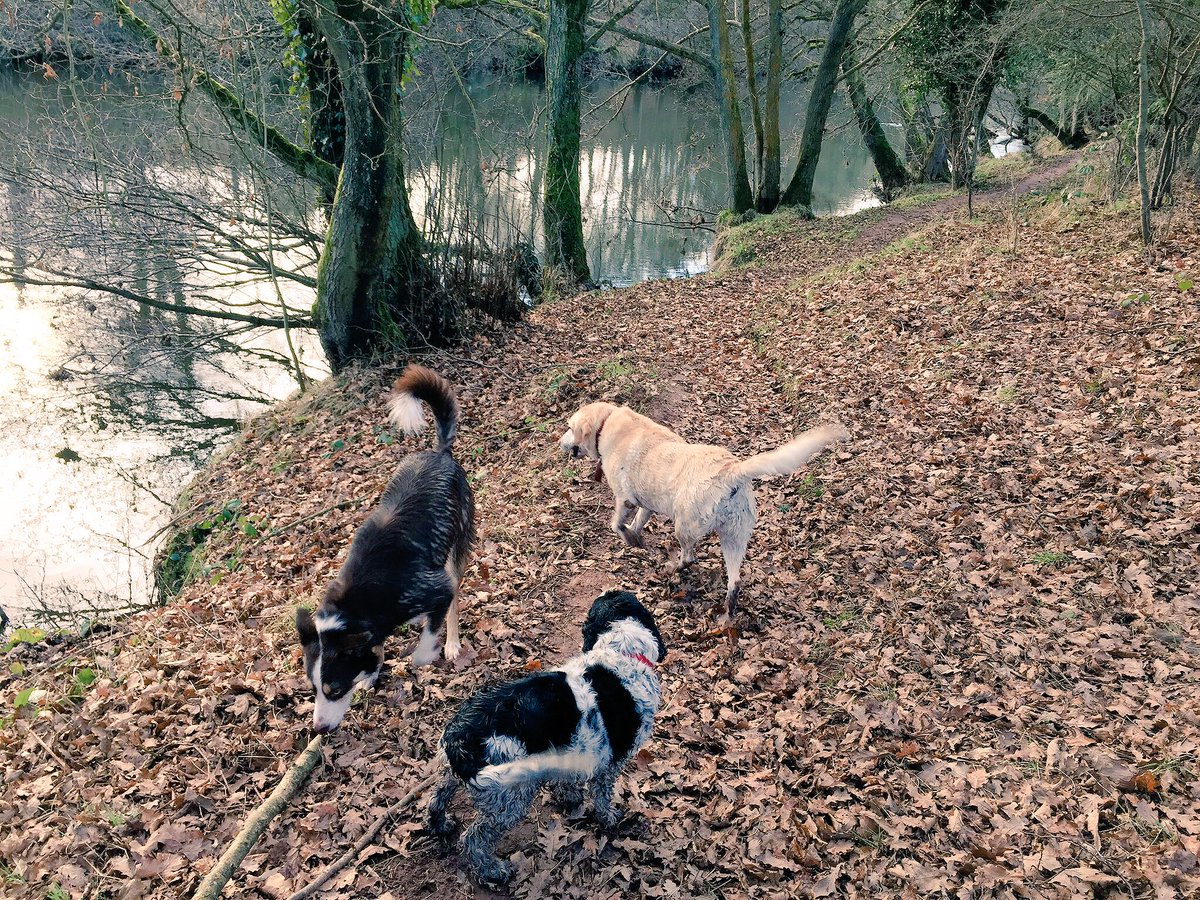 #woofwoofwednesday #DogFriendly holiday cottages #BreconBeacons holidayinbrecon.co.uk