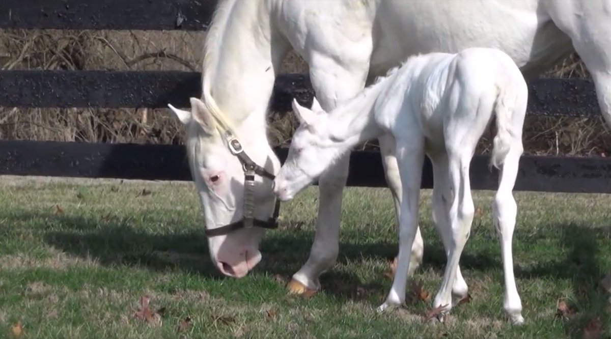 Another white Thoroughbred has been born in Kentucky! This little filly arrived during the Super Bowl: bit.ly/2kJgmgm