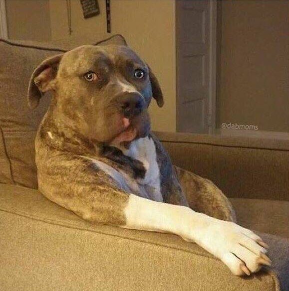 brikellz's tweet photo. when ur trying to watch tv and someone keeps talking to you instead of shutting up https://t.co/p9dNNyB1WV