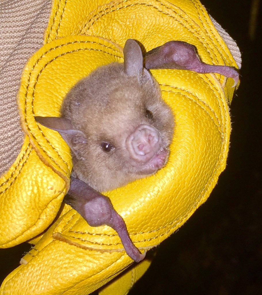 I am Jasmin, an #actuallivingscientist, I study #bats, like this beautiful fruit bat