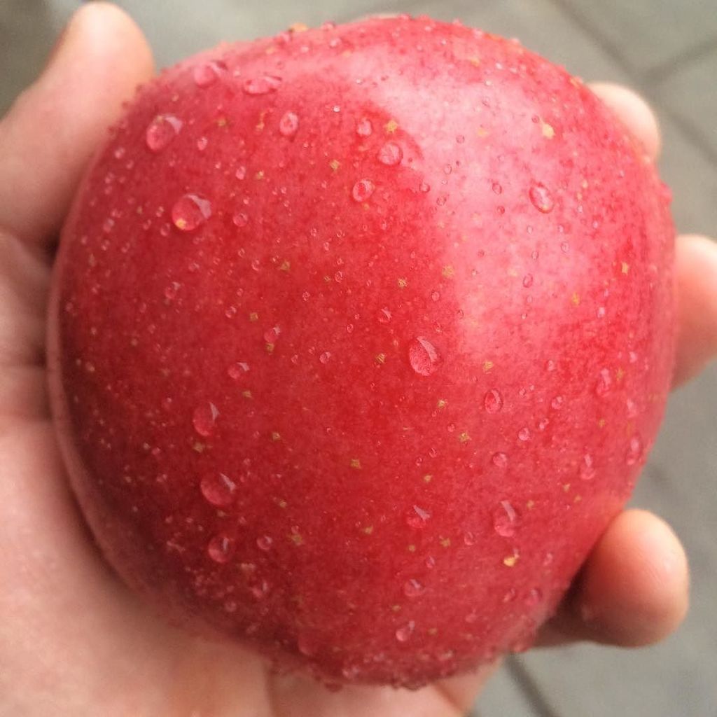 rianashlin's tweet photo. #π: Raindrops on my post-sauna crush. #pacificroseapple #anappleaday https://t.co/xc69k0gSLj https://t.co/DAwcMFla8R