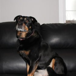 FurRSQ's tweet image. Zoey, Hugo, Sasha and Wilson are all ready to find some humans to adopt! Are you the folks they are looking for? zoesanimalrescue.org/adopt/adoptabl…