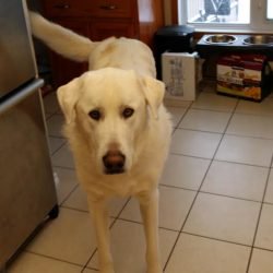 FurRSQ's tweet image. Zoey, Hugo, Sasha and Wilson are all ready to find some humans to adopt! Are you the folks they are looking for? zoesanimalrescue.org/adopt/adoptabl…