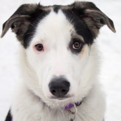 FurRSQ's tweet image. Zoey, Hugo, Sasha and Wilson are all ready to find some humans to adopt! Are you the folks they are looking for? zoesanimalrescue.org/adopt/adoptabl…