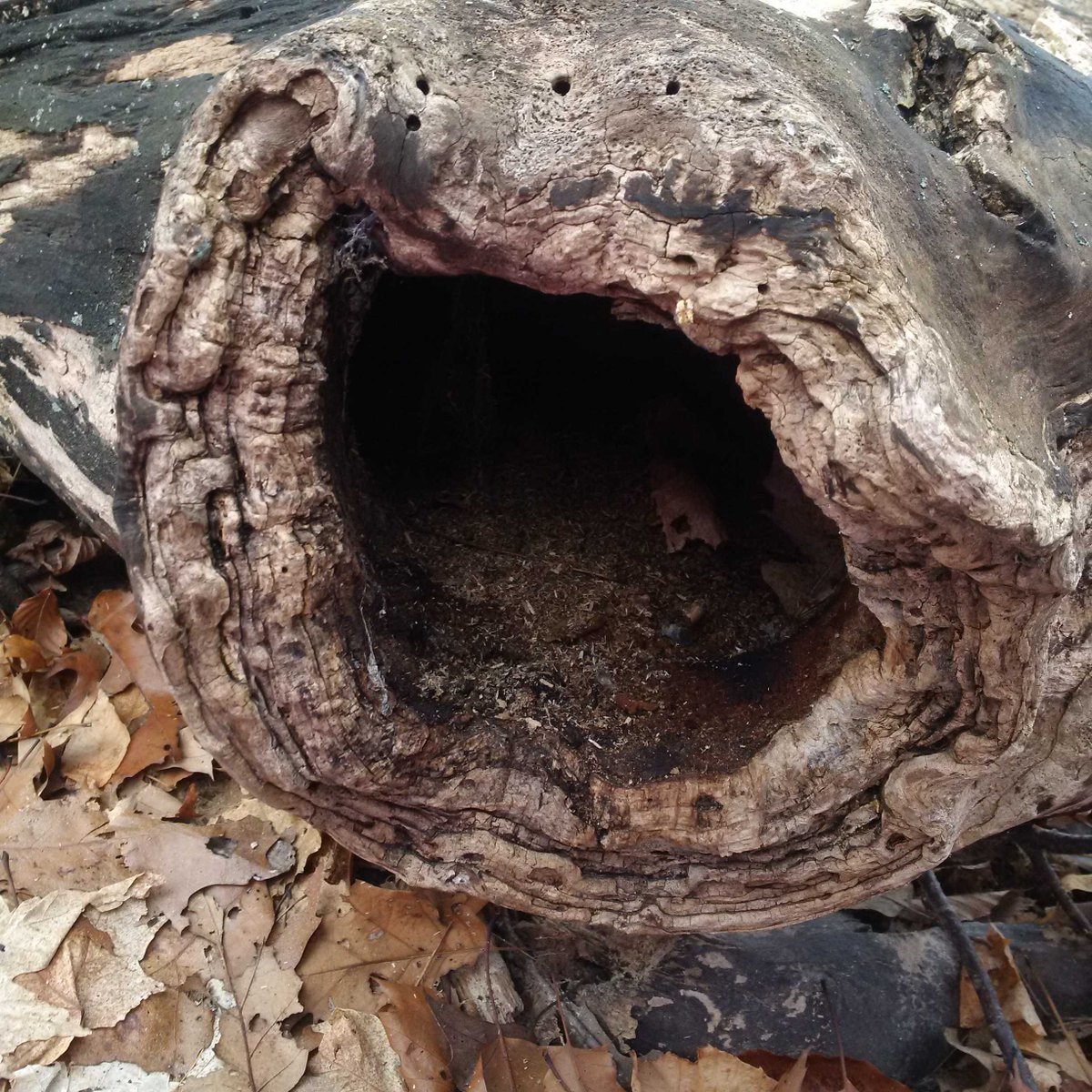 The students found a hole in a fallen tree and we have been thinking about what kind of animal might live here.