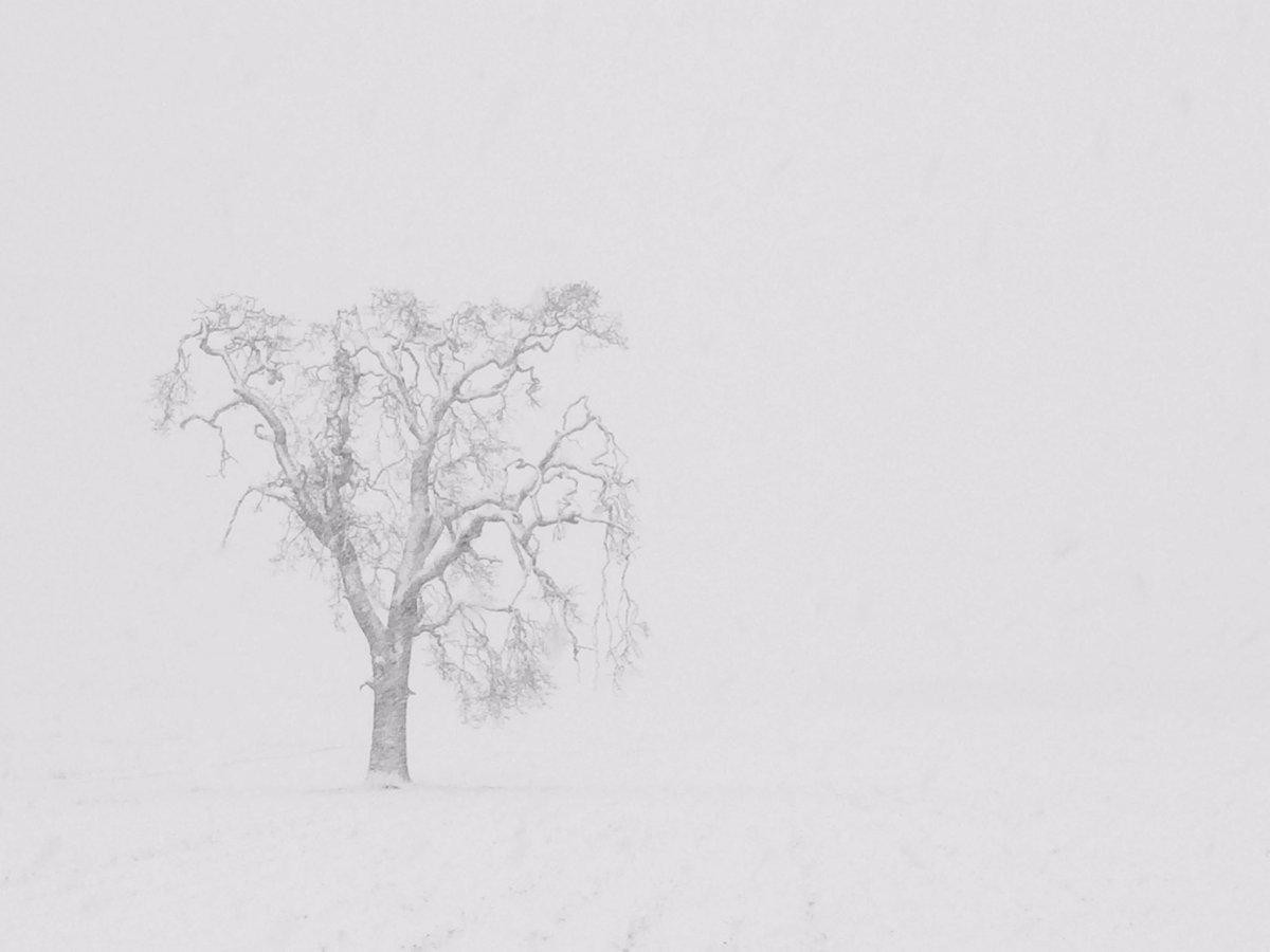 katzpix's tweet photo. Another snowy white out on the Saanich Peninsula on Vancouver Island. #yyj #exploreBC #VictoriaBC #iphoneography @GlobalBC @CTVNews https://t.co/BCZpIWz8qD
