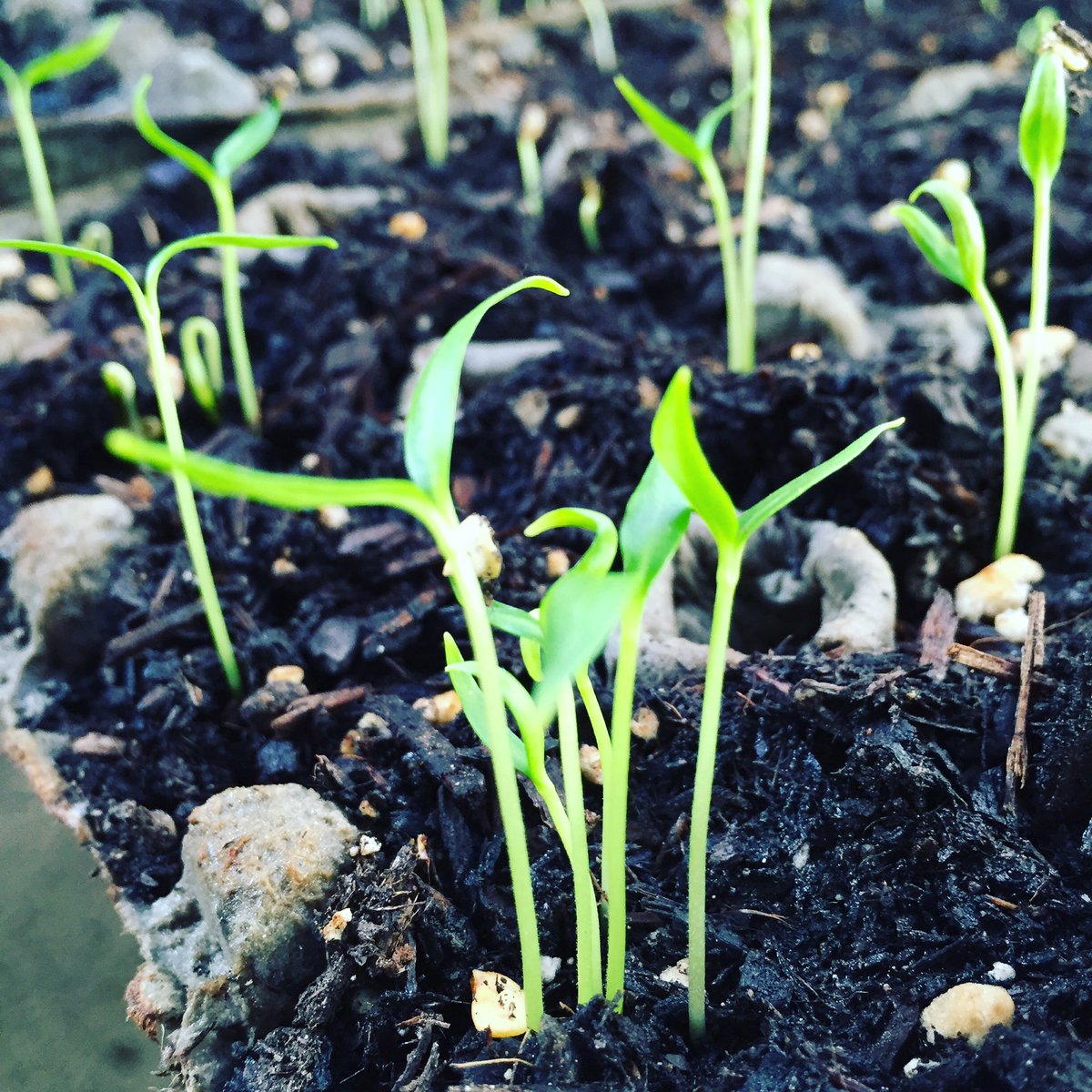 RiaRose88's tweet photo. Sprouting my garden #gardening #Seedlings #GrowYourOwnFood https://t.co/dQRBjLxydx