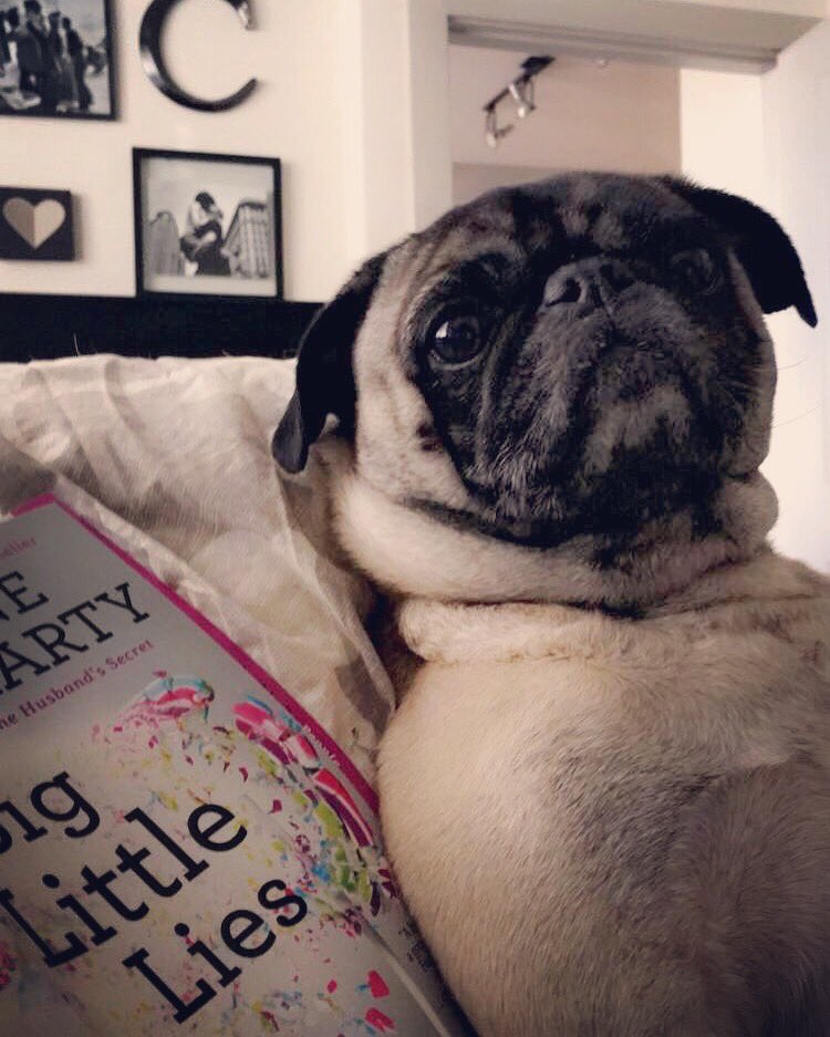 OttoTheGreatPug's tweet photo. When your mom works while she's supposed to be #pugchat -ing. #worstassistantever #acceptingapps https://t.co/DEmMCgrvXH