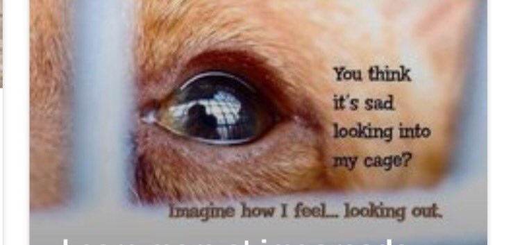 Richatweets1's tweet photo. If slaughterhouses had glass walls, we would all be vegetarian.
#saveanimals #supportpeta https://t.co/8FIyrN98yj