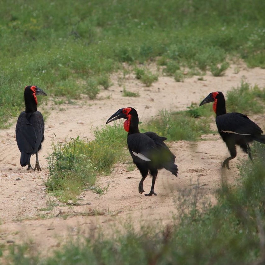 PerrysBridge's tweet image. We love it when pur guests share some of their pictures with us. #KrugerNationalPark #southerngroundhornbill #perrysbridehollow