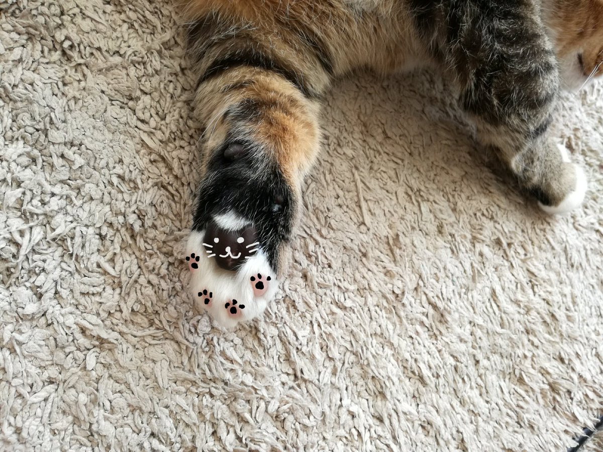 猫カフェ Nyantasista En Twitter ペコちゃんの肉球にゃんこ ツートンカラーで可愛すぎですっ ニャンタジスタ 猫カフェ ペコ キンカロー 猫 肉球 肉球にゃんこ 八尾市 猫カフェ Nyantasista En Twitter ペコちゃんの肉球にゃんこ ツートンカラーで可愛すぎですっ ニャンタジスタ 猫カフェ ペコ キンカロー 猫 肉球 肉球にゃんこ 八尾市