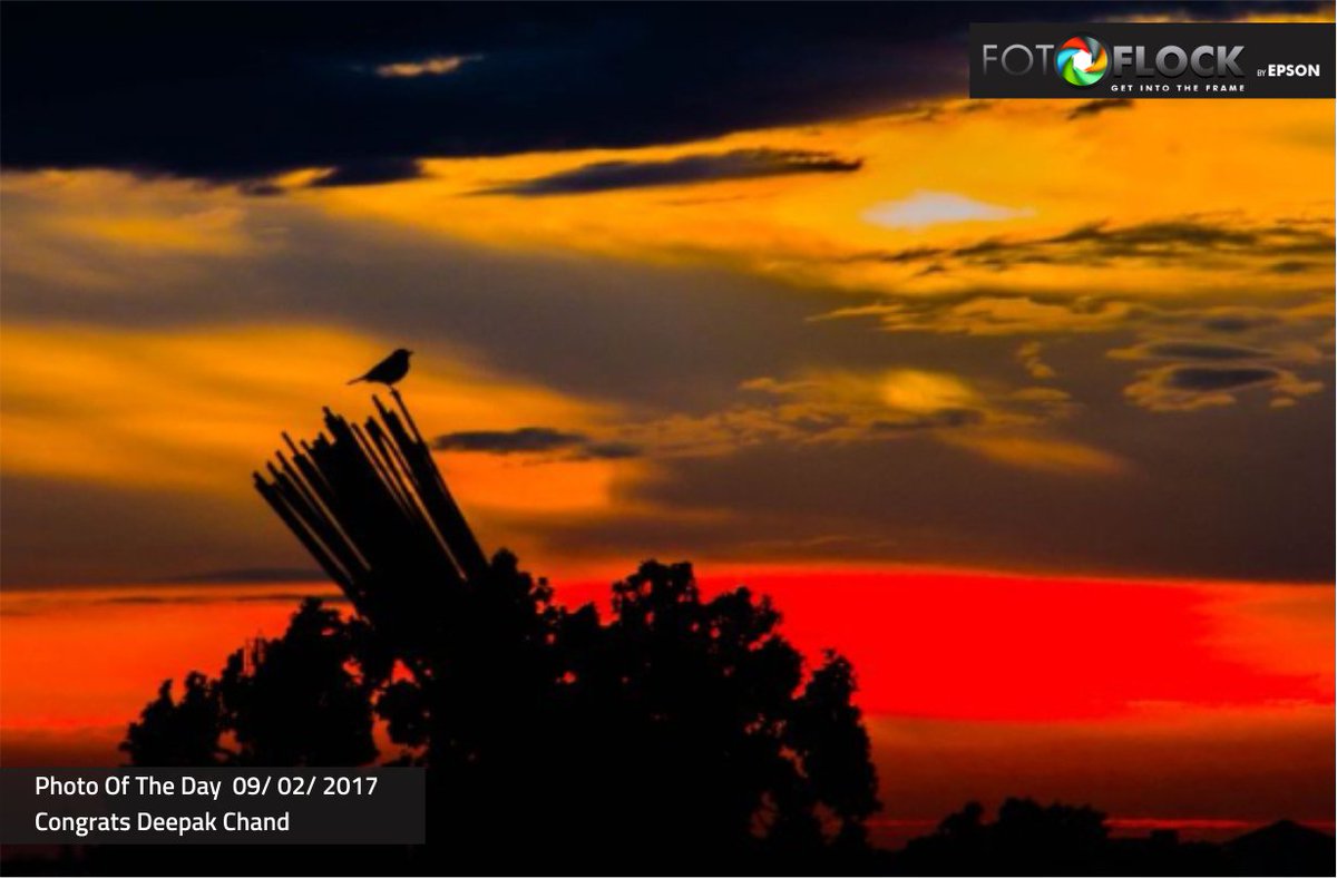 Fotoflock by Epson tweet media