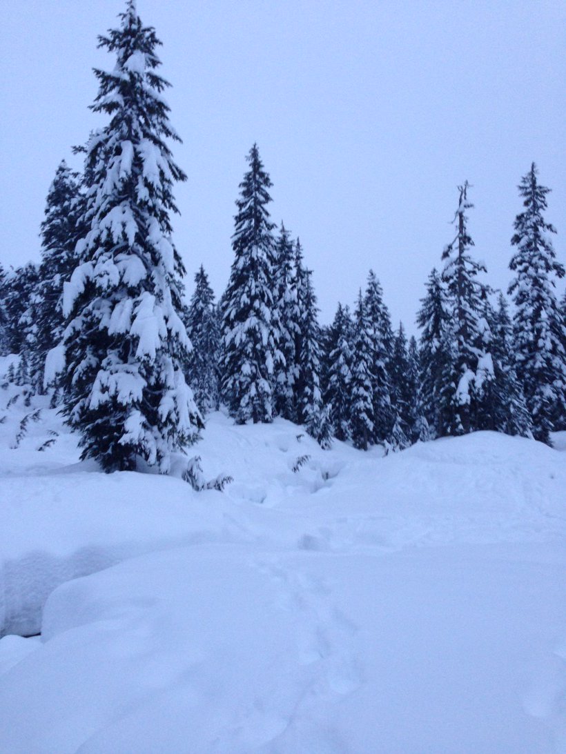 BodyWrksPhysio's tweet photo. Quiet afternoon on #mtseymour today. Still light at 5:15 pm. #firstlake #snowfall https://t.co/ZIsuOP56Bh