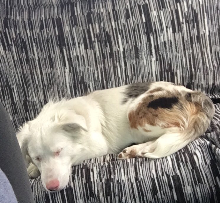 AllyMiller82's tweet photo. My new Rescue pup, Brady.....#deafAussie https://t.co/XavLxhz7jQ