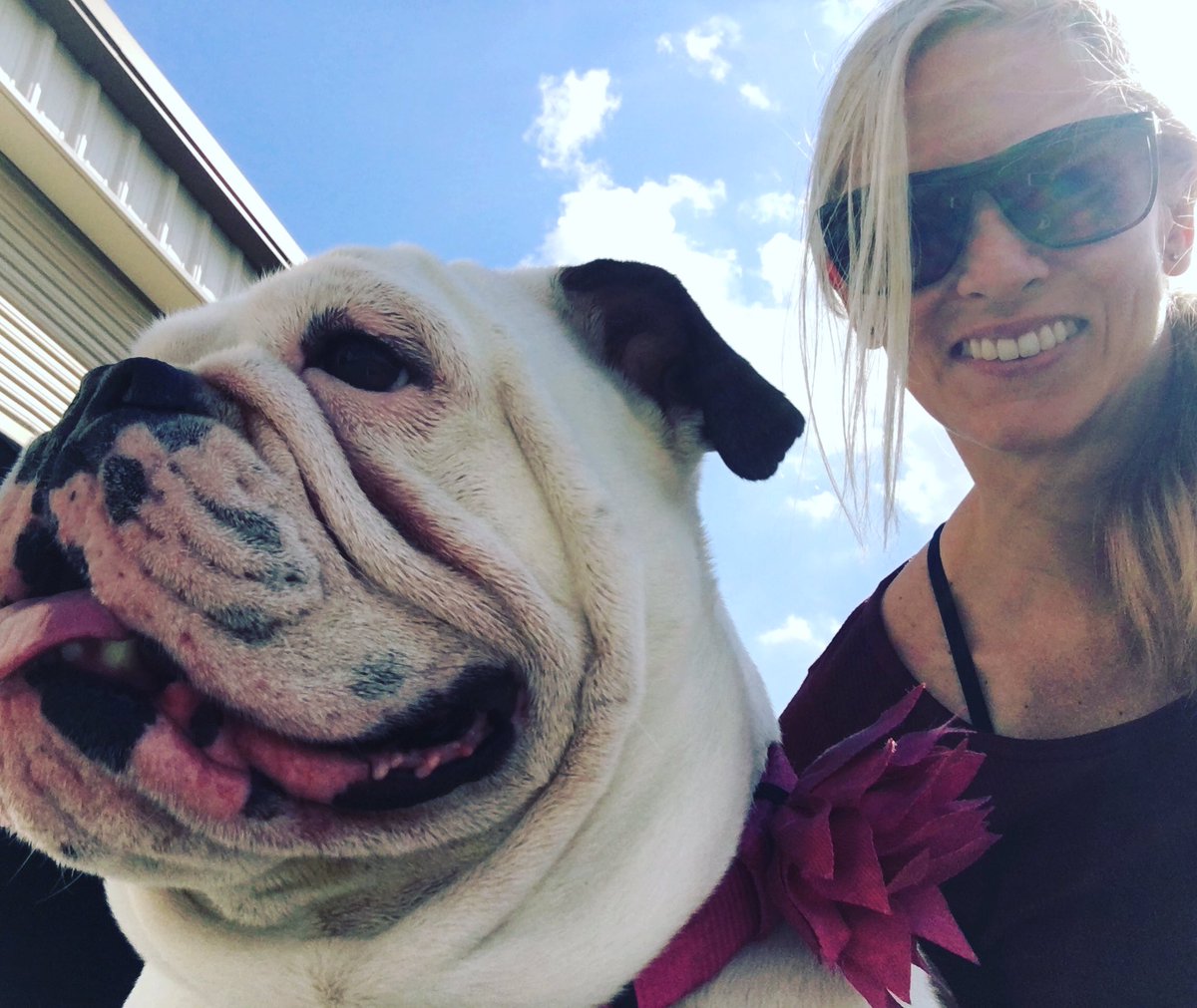 AdrianeNikki's tweet photo. Daily walks end at the picnic table. #englishbulldog #BeMaverick #Crossfitpup https://t.co/rex3zadW31