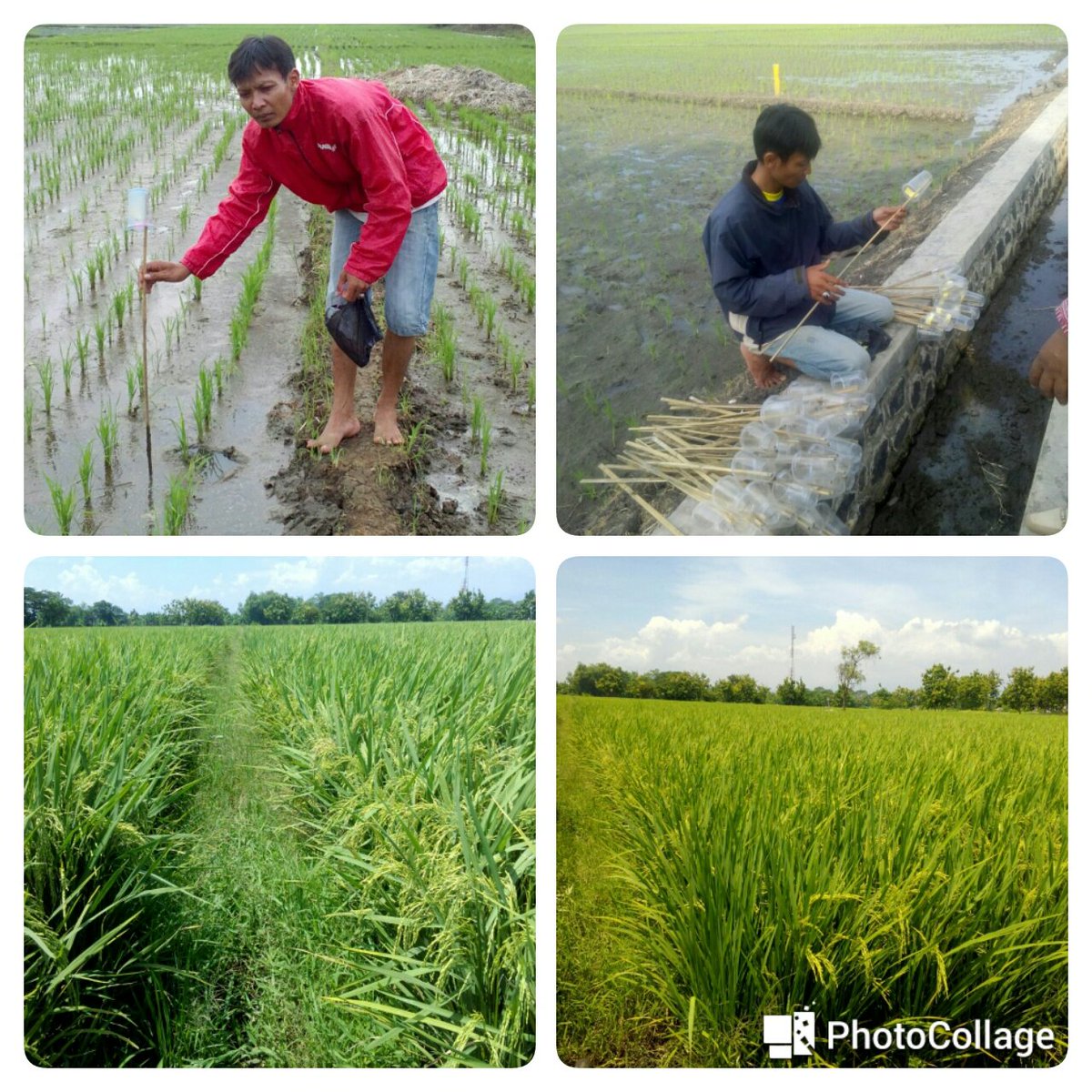 THLPOPTJATIM's tweet photo. Penggunaan trichogramma sp sukses mengamankan tan. padi dari Penggerek Batang di Kec. Bugul kidul @gusipul4 @JatimPemprov #SahkanRevisiUUASN https://t.co/6CGlOTBIA7