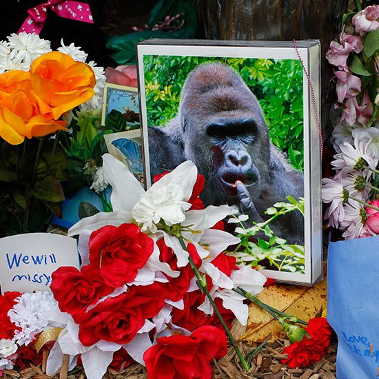 foodandwine's tweet photo. A Cheeto resembling Harambe just sold for $99,000 on eBay because everything is meaningless now, we guess. https://t.co/WYh5gsPOCa https://t.co/heMsV0Q2ZS