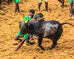 advicesync's tweet photo. #Jallikattu happens today in #Palamedu after two year. ๐๐๐Best wishes from #AdviceSync https://t.co/Pk9LpUBH5n
